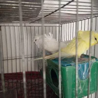 مرغ عشق پروانه‌ای