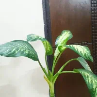 دو عدد گل گلدون بزرگ