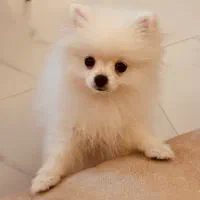 سگ ۸ ماهه ماده پارمین ۱۲ تومن