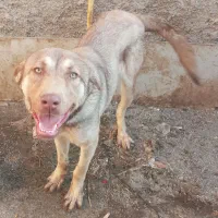 توله عراقی پسر ارتش قهرمان|سگ|بهارستان, |دیوار