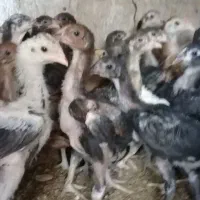 جوجه لاری ودو رگ لاری