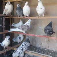 چاقو کفتری|ابزارآلات|قم, انسجام|دیوار