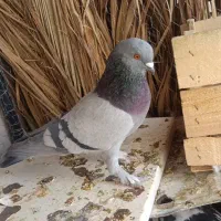 فروش فوری چند کبوتر عروسک