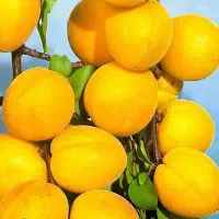 تولید و فروش نهال زردآلو انبه ای|خدمات باغبانی و درختکاری|چهارباغ, |دیوار