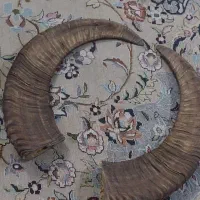 شاخ طبیعی قوچ کوهی  دکوری