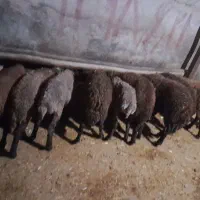 فروش۱۰ راس بره ماده