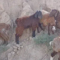 بزغاله نر نربزی|حیوانات مزرعه|مشهد, کوی سیدی|دیوار