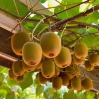 از هر درختت ۷ کیلو کیوی برداشت کن