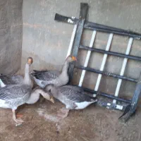 حیوانات خانگی