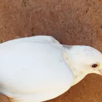 تعدادی کفتر