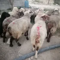 گوسفند|حیوانات مزرعه|فراشبند, |دیوار