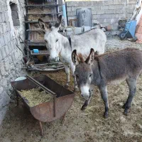 الاغ ماده گله ای