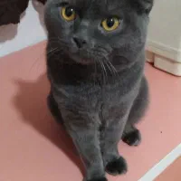 گربه اسکاتیش بریتیش