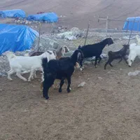 بز وبزغاله|حیوانات مزرعه|کرمانشاه, |دیوار