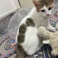 واگذاری رایگان گربه|گربه|چمران, |دیوار