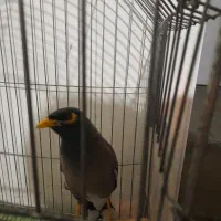 مرغ مینا|پرنده|زنجان, |دیوار