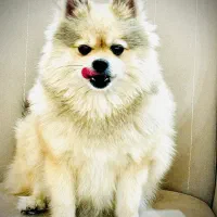 پامرین|سگ|شهرکرد, |دیوار