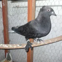 جفت زاغ دم سفید