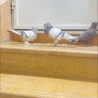 کفتر