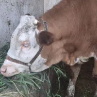 گوساله ماده فروشی