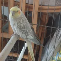 فروش عروس هلندی ماده