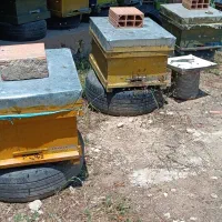 کلونی زنبور عسل نژاد کارنیکا قفقازی فروشی