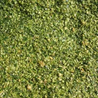 ذرت علوفه دامی کیلو ۴۵۰۰