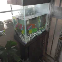 آکواریوم طول ۵۰ عرض ۳۰ ارتفاع ۶۰