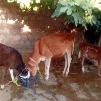 گوساله