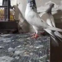 پرنده|پرنده|مسجد سلیمان, |دیوار
