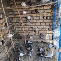 سینه‌دم‌سیاه‌،سرور|پرنده|ساوه, |دیوار