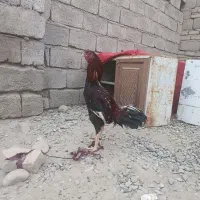 جوجه خروس|حیوانات مزرعه|ایرانشهر, |دیوار