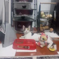 واگذاری گربه خونگی خیلی خوشقلب