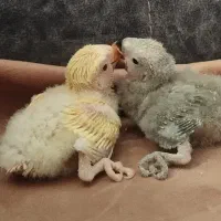 کوتوله برزیلی