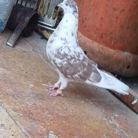 کفتر|پرنده|سیرجان, |دیوار