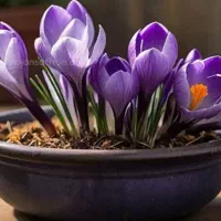 فروش پیاز زعفران به قیمت تعاونی|خوردنی و آشامیدنی|کاشان, امیرکبیر|دیوار