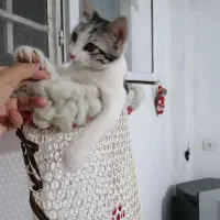 گربه کوچلو تمیز زرنگ