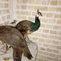 طاووس|پرنده|گرگان, |دیوار