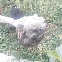 سلام عدادجوجه گلین