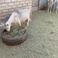 بزسانا|حیوانات مزرعه|رفسنجان, |دیوار