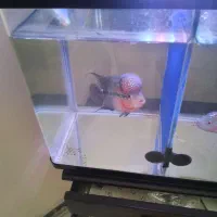 ماهی فلاور|ماهی|تهران, هفت چنار|دیوار