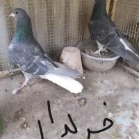 خرقه روس سبز و زره|پرنده|اصفهان, شهرک کاوه|دیوار