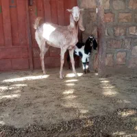 بز و بزغاله|حیوانات مزرعه|کوهدشت, |دیوار