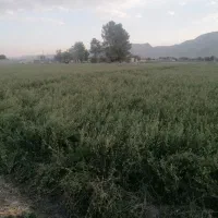 بذریونجه|گل و گیاه طبیعی|شیراز, ظفرآباد|دیوار