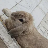 خرگوش لوپ نر