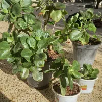 گلدان گل برگ قاشقی و شمعدانی|گل و گیاه طبیعی|فردوس (خراسان), |دیوار