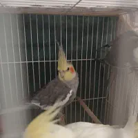 عروس هلندی|پرنده|نیشابور, شهرک اندیشه|دیوار