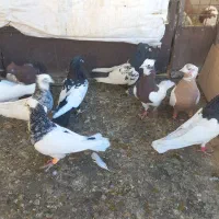 کبوتر پرنده|پرنده|قزوین, |دیوار