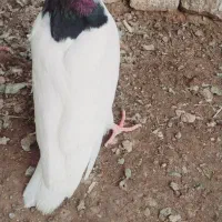 مغلف|پرنده|اسفرورین, |دیوار