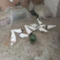 ۱۱عددکبوتر طوقی ۳جفت نروماده بقیه مقلف